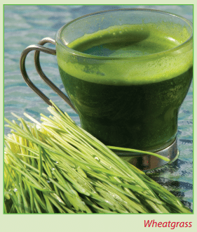 Nothing is a better healthy fast food than wheatgrass