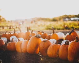 Feeling Gourd With Pumpkin