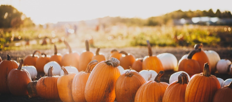 Feeling Gourd With Pumpkin